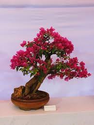 Oleh materi pertanian diposting pada 29 juli 2019 27 juli 2019. 10 Jenis Bonsai Tanaman Hias Dari Jepang Yang Cocok Untuk Dekorasi Rumah