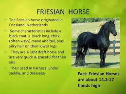 What Is The Average Lifespan Of A Friesian Horse