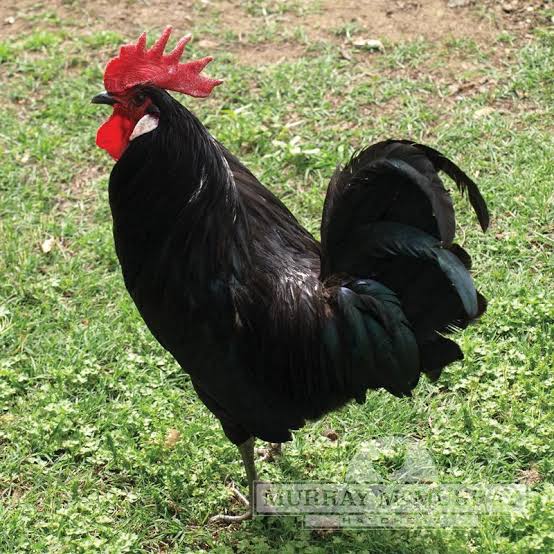 Minorca Chicken Breed | Recognized Variety | Buff | Black | For Sale