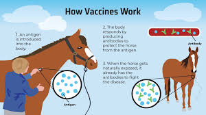 Core Vaccination Protecting Horses From 5 Deadly Diseases