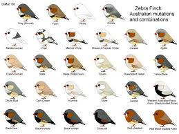 image result for orange breasted zebra finches for sale diamant mandarin oiseau mandarin animaux et oiseaux