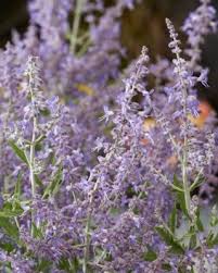 Image result for Perovskia atriplicifolia lacey blue lisslitt photo