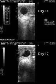 Early Equine Embryology