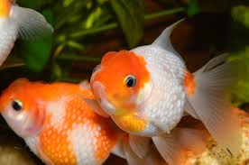 Well first of all in terms of whether to use a pond or tank; How Big Can Goldfish Get Here S The Surprising Answer Pet Keen