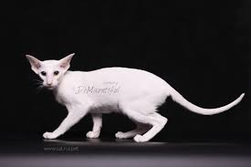 Our oriental kittens for sale. Oriental Cat Sale Of Kittens Demauntiful