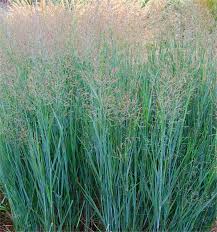 Image result for Panicum eickii