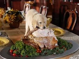 Tips For A Healthier Turkey Day Dog Eating Bad Dog Turkey Dogs