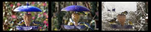 Faut Il Nourrir Les Oiseaux Toute L Annee Oisillon