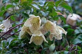 Check spelling or type a new query. The Rhs On Twitter January Checklist Consider Adding Winter Flowering Plants For Pollinator To Your Garden Sweet Box Saroccoca Confusa Agm Evergreen Clematis Cirrhosa Var Balearica And Hellebores Can Be Planted Now