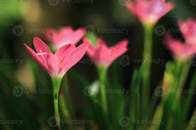 Image result for Zephyranthes minuta