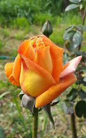 Epingle Par Nezla Iwaquren Sur Fleur Jardin Fleur Jardin Fleurs Petales