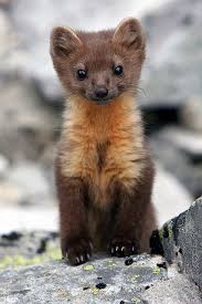 Pine Marten Cute Animals Cute Baby Animals Baby Animals