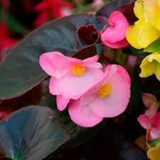 Image result for Begonia bequaertii