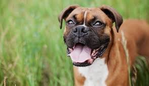 Purina pro puppy formula adults: What S The Best Dog Food For Boxers Our Ultimate Guide