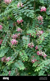 Image result for Indigofera filipes