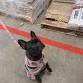 Monthly Dog Nail Trim Clinic Holbrook