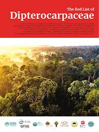 Image result for Monotes dasyanthus