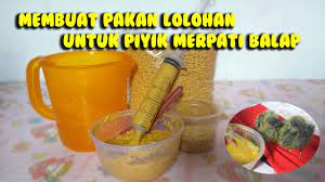 Cara membuat pakan burung merpati, merpati merupakan salahsatu burung yang banyak dipelihara oleh manusia di berbagai bangsa. Cara Membuat Pakan Lolohan Untuk Piyik Merpati Balap Rahasia Piyik Bodi Bongsor Youtube
