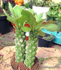 Image result for Monadenium rugosum