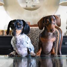 Miniature and long haired | all the info you could ever want about dachshund puppies. Breakfast Please Reese Indiana The Miniature Dachshund Dogs Wiener Dog Dachshund Puppies Funny Dachshund