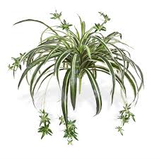 Image result for Chlorophytum affine