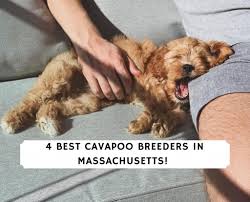 We have one male and a female left.they are 12. 4 Best Cavapoo Breeders In Massachusetts 2021 We Love Doodles