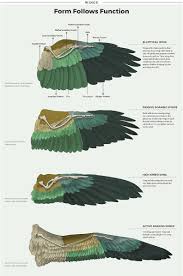 Bird Wing Morphology Jd362 Wings Art Wings Drawing Wings Sketch