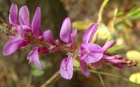 Image result for Indigofera adenoides