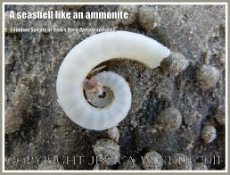 Mary anning fut une paléontologue renommée mais vit aujourd'hui modestement avec sa mère. A Seashell Like An Ammonite Jessica S Nature Blog