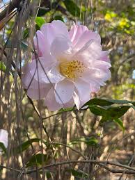 Image result for magnolia genia