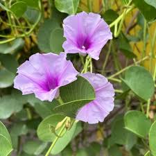 Image result for Ipomoea pes-caprae