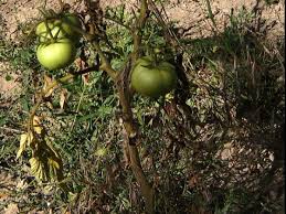 Image result for tomato seedling fusarium wilt