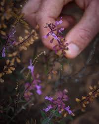 Image result for Syncolostemon canescens