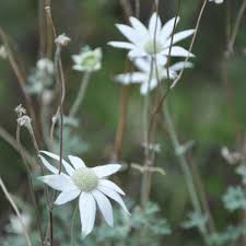 Check spelling or type a new query. How To Grow Flannel Flowers Eco Organic Garden By Ocp