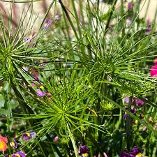 Image result for Cyperus tenax