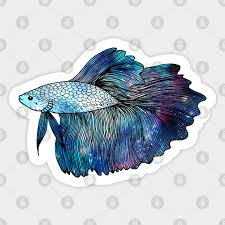 Found a lot beautiful galaxy betta fish other fish near my village. Betta Fish Galaxy Betta Fish Autocollant Teepublic Fr