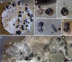 Image result for Pseudocalyx