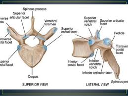 There is a printable worksheet available for download here so you can take the quiz. Anatomy Of Thoracic Vertebra