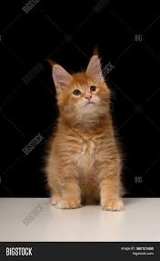 Black/white fluffychapito is a very loving cat. Maine Coon Kitten 2 Image Photo Free Trial Bigstock