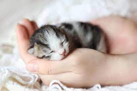 I adopted him from craigslist and the people said he was litter trained, but he keeps going to the bathroom in the corner of the room. 5 Reasons Why Your Kitten Won T Poop Traveling With Your Cat