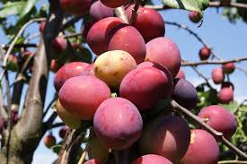 In jam, they are unsurpassed, although damsons are close behind. Mirabelle Plum Ruby Tree Columnar Prunus Domestica Mirabelle Ruby