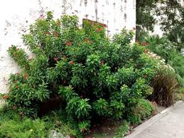 Image result for Jatropha campestris