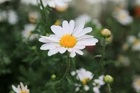 All i can say is that, the flowers are indeed the most beautiful thing created by god. White Flowers Nature Flowers Plants White Garden Summer White Flower Landscape Flower Pxfuel