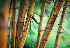 Shop Shallow Bamboo Forest Background Wallpaper In Nature Landscapes Theme Bamboo Wallpaper Jungle Wallpaper Wall Wallpaper