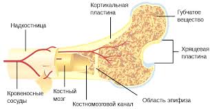 Estimate the total pressure sustained by the both femurs. File Bone Cross Section Ru Svg Wikimedia Commons