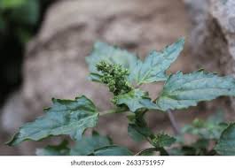 Image result for Chenopodiastrum