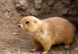 Past i gophered you gophered he/she/it gophered we gophered you gophered they gophered. Gopher Tdf Blog