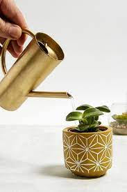 Shop grow it cactus kit at urban outfitters today. Pflanzen Blumentopfe Kunstllicher Glyzinie Glasterrarium Urban Outfitters De