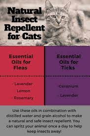 Lavender Provence Organic Essential Oil Essential Oils Cats Essential Oils For Fleas Essential Oils Dogs
