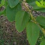 Image result for Polhillides